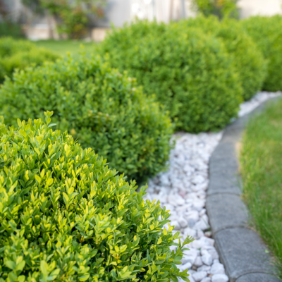 best-fast-growing-shrubs