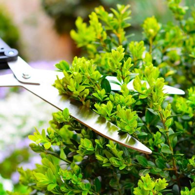 shutterstock_2147130855-1