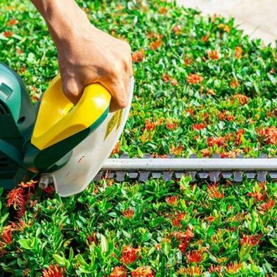 hedge-trimming-sq-768x768-1